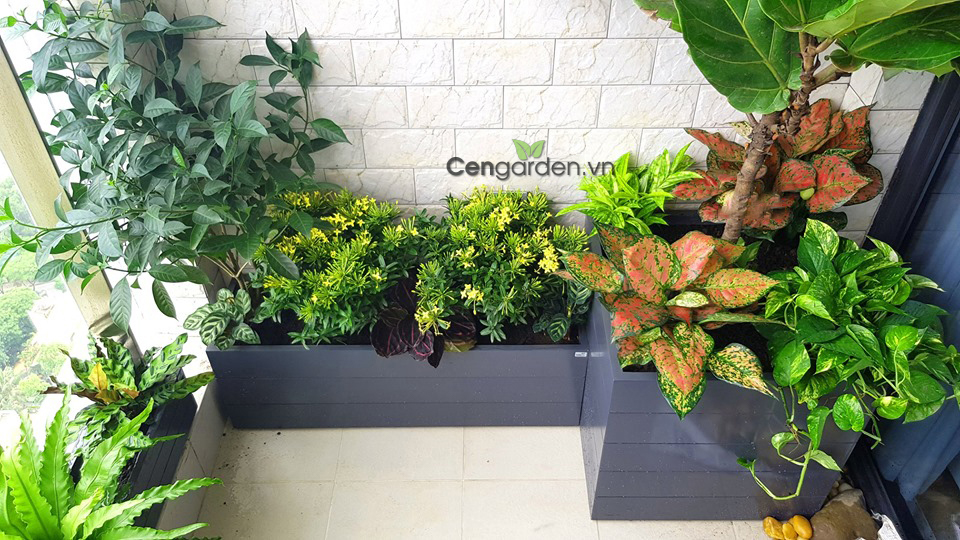 cây trồng ban công