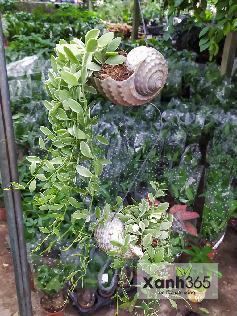 Lan Hạt Dưa trồng trong vỏ ốc mang vẻ đẹp độc đáo