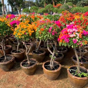 Vườn hoa Giấy Thái cổ thụ tại xanh 365