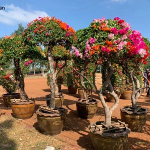 Cây hoa Giấy Thái nhiều màu sắc