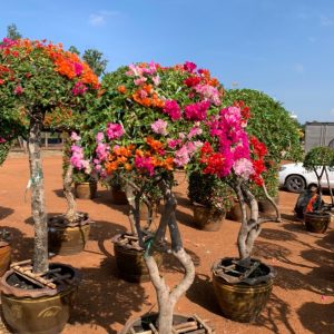 Cây hoa Giấy Thái thân gỗ