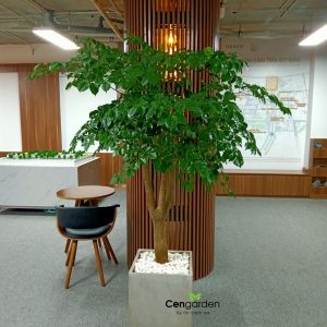 combo chậu cây hạnh phúc