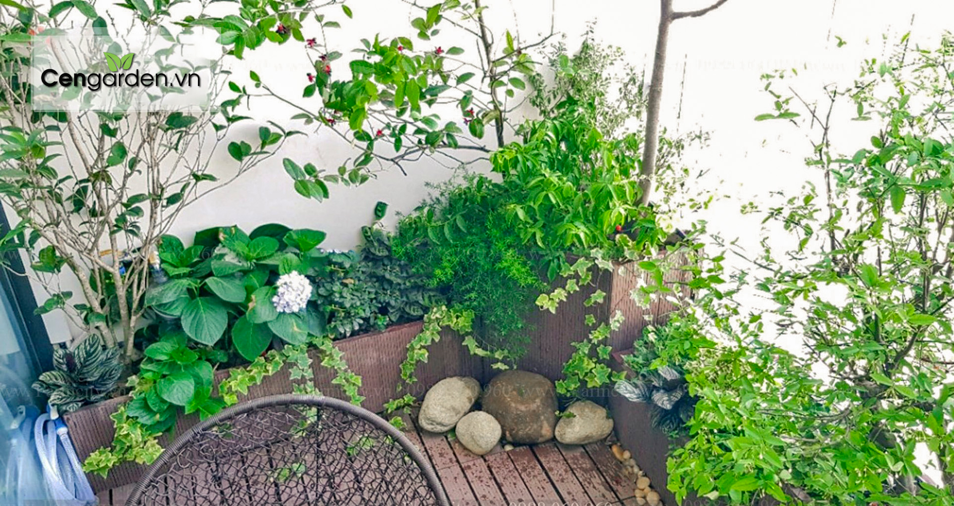 Những loại cây phong thủy nên trồng ở ban công