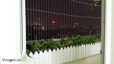 Ban công trang trí chậu hàng rào