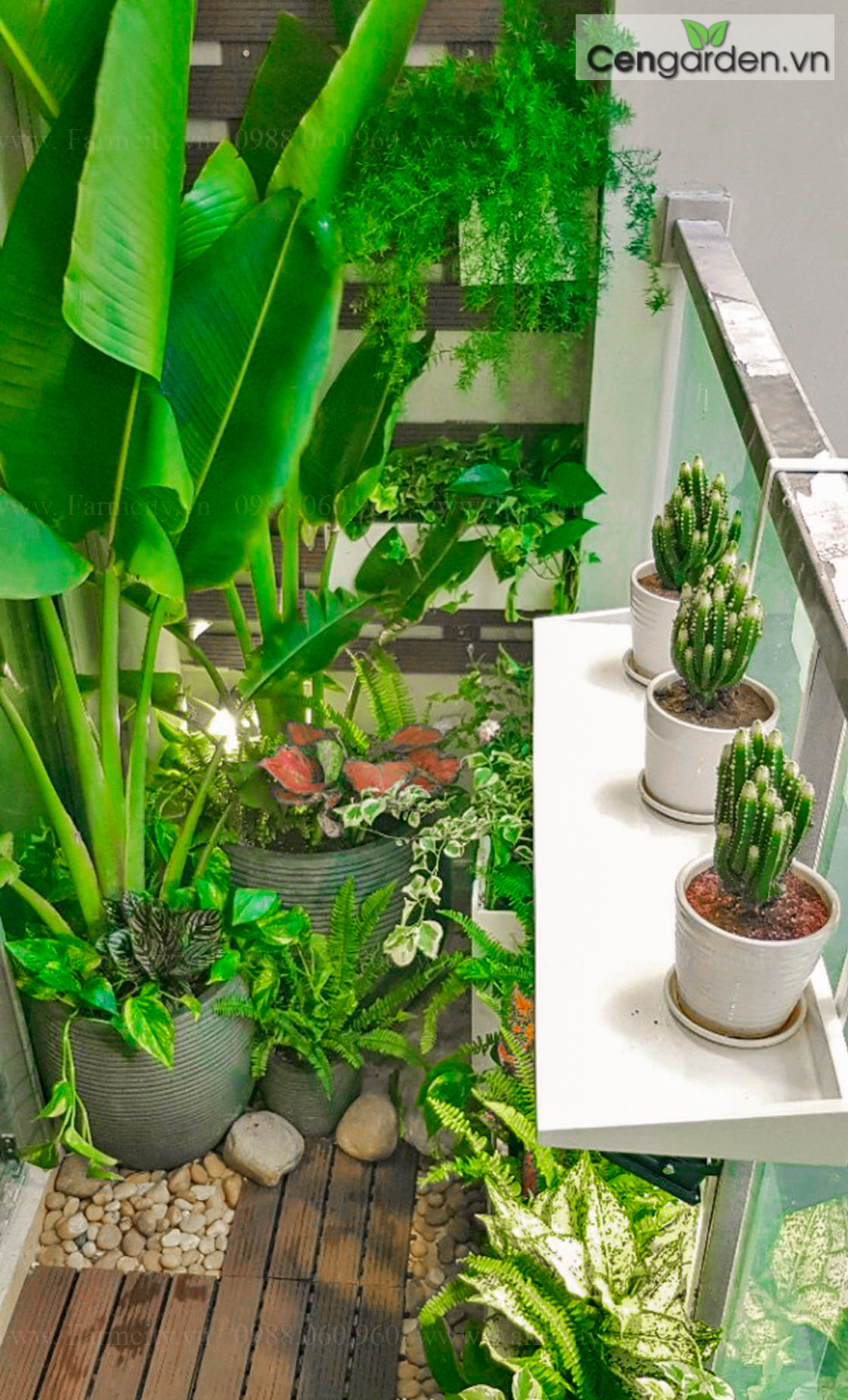 Những loại cây phong thủy nên trồng ở ban công