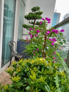 ban công chung cư đẹp