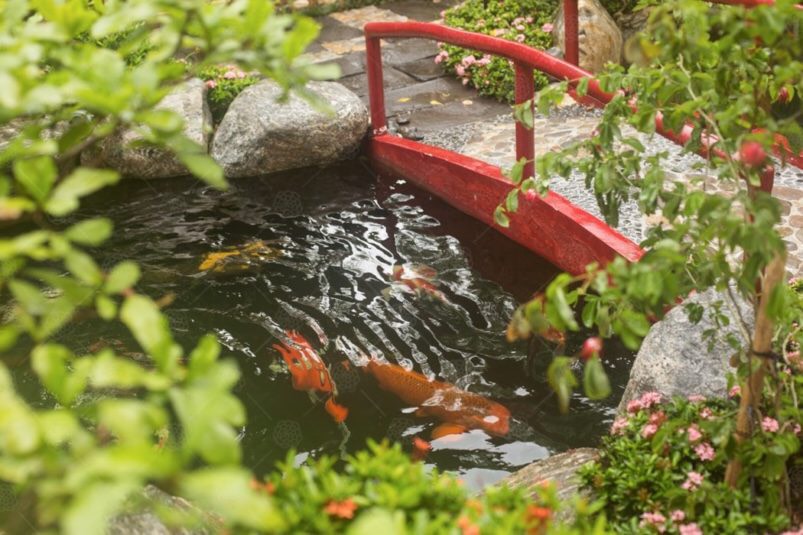 Thiết kế hồ koi biệt thự