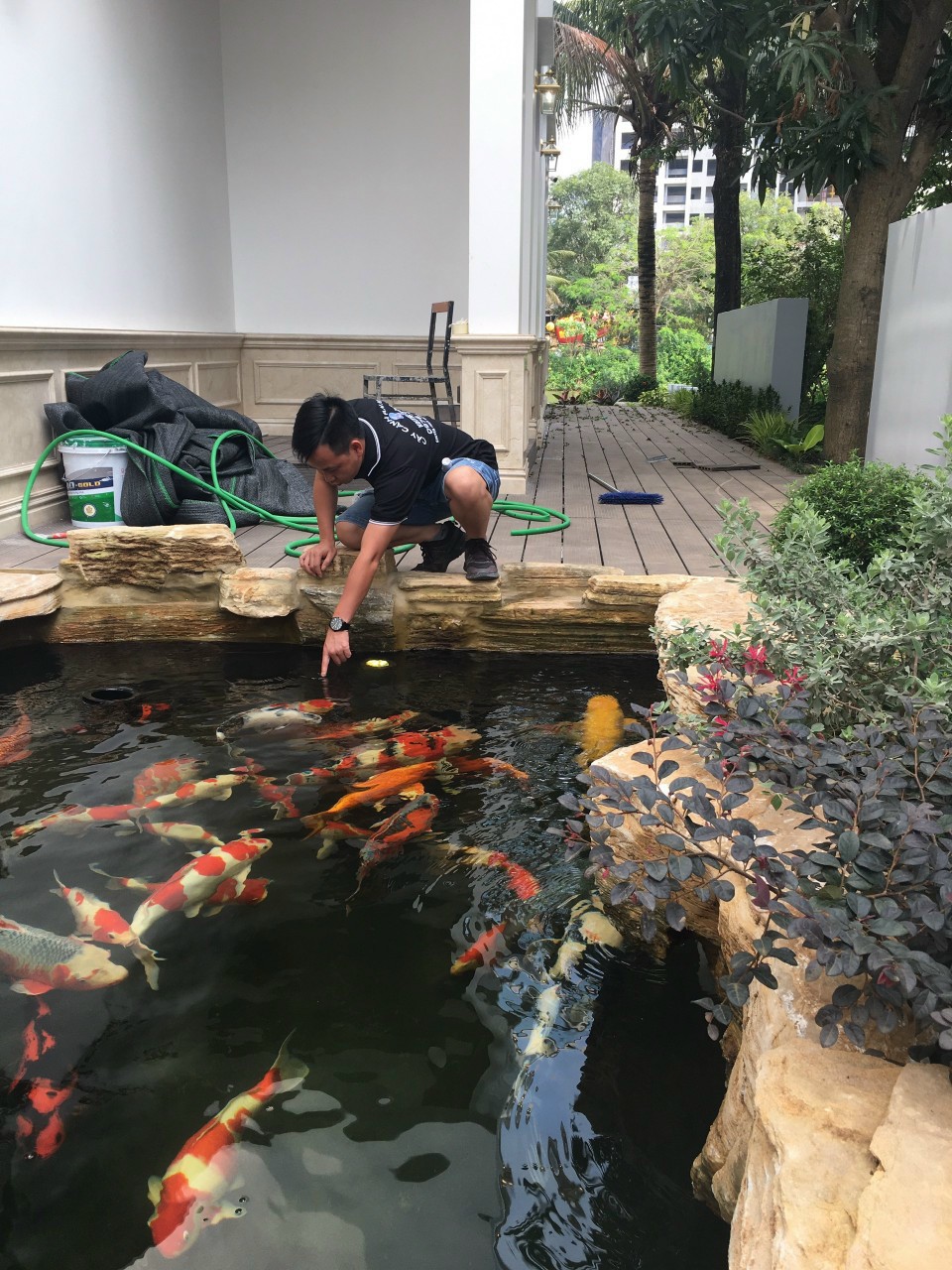 Thiết kế hồ koi biệt thự