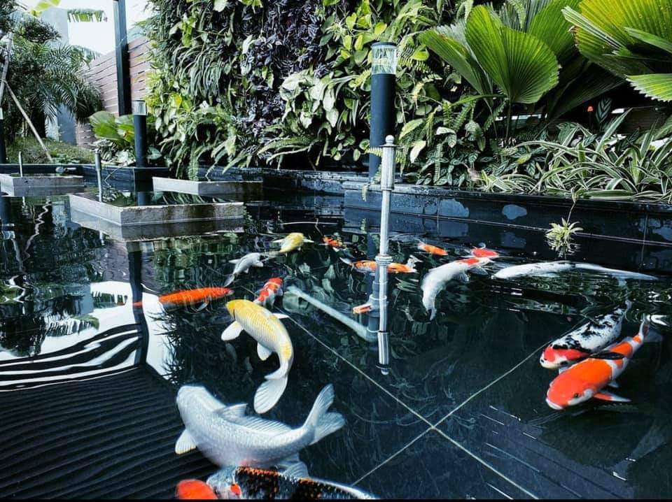Thiết kế hồ koi biệt thự