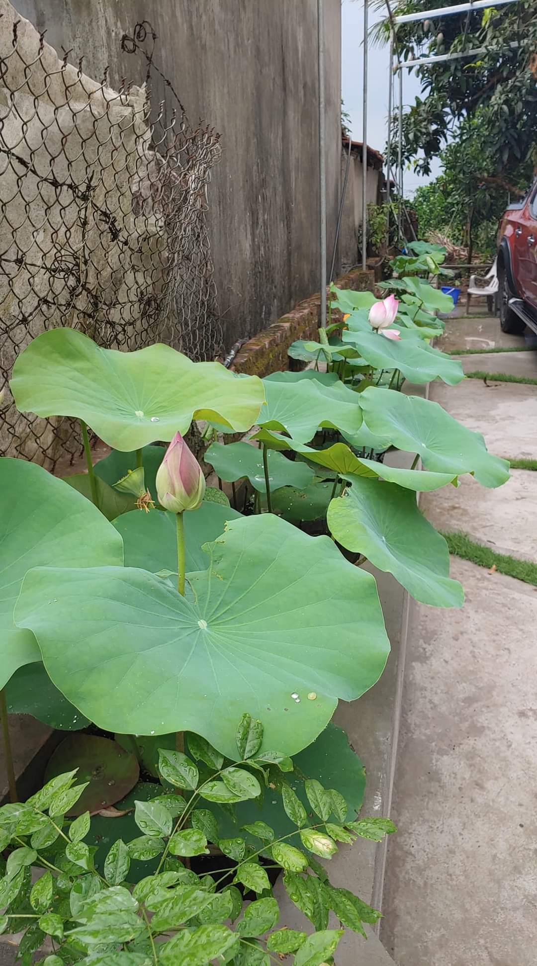 Thi công thiết kế sân vườn