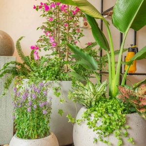 Chậu xi măng nhẹ fiber