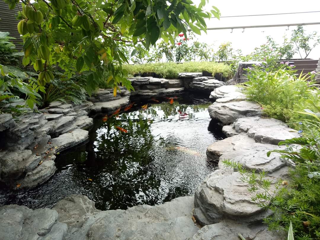 Thiết kế hồ koi biệt thự