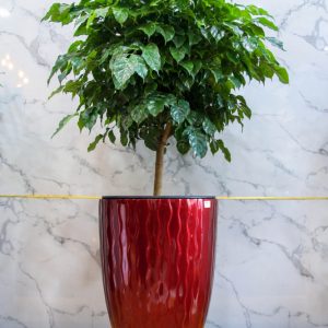 Chậu Composite Cao cấp Premier Amber ROS