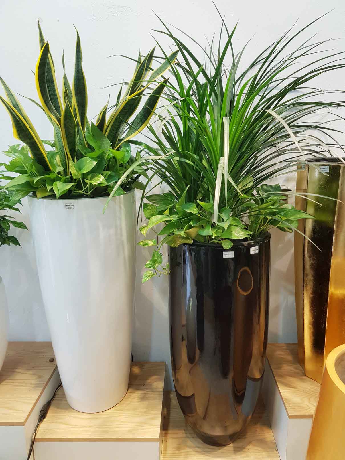 Chậu Composite Cao cấp Premier Emerald ROS