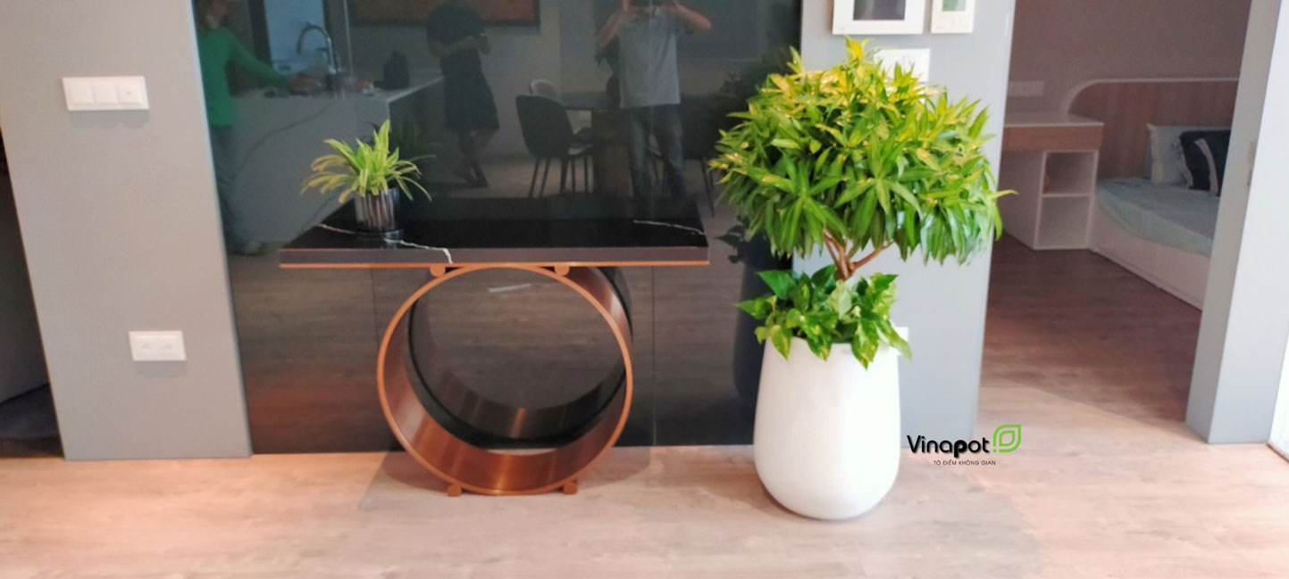 Chậu Composite Cao cấp Premier Ruby ROS