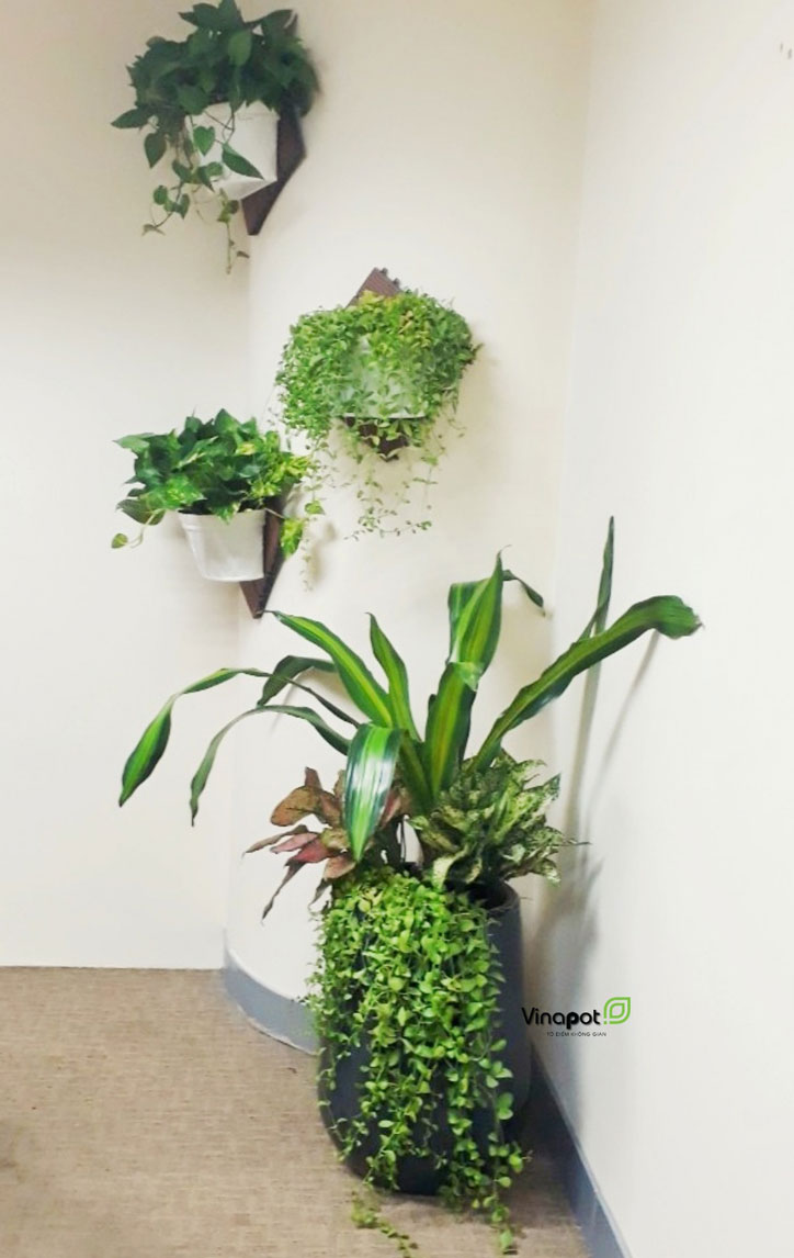 Chậu Composite Cao cấp Premier Ruby ROS