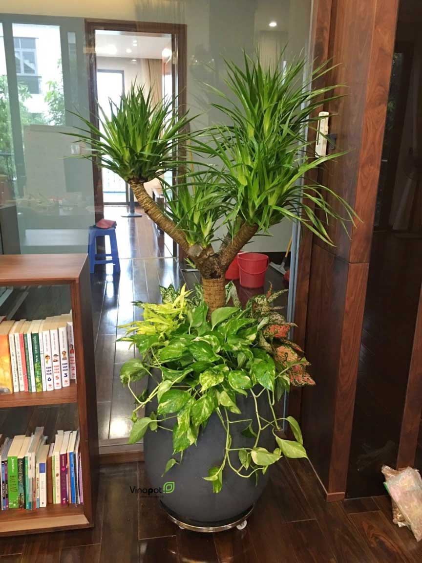 Chậu Composite Cao cấp Premier Ruby ROS