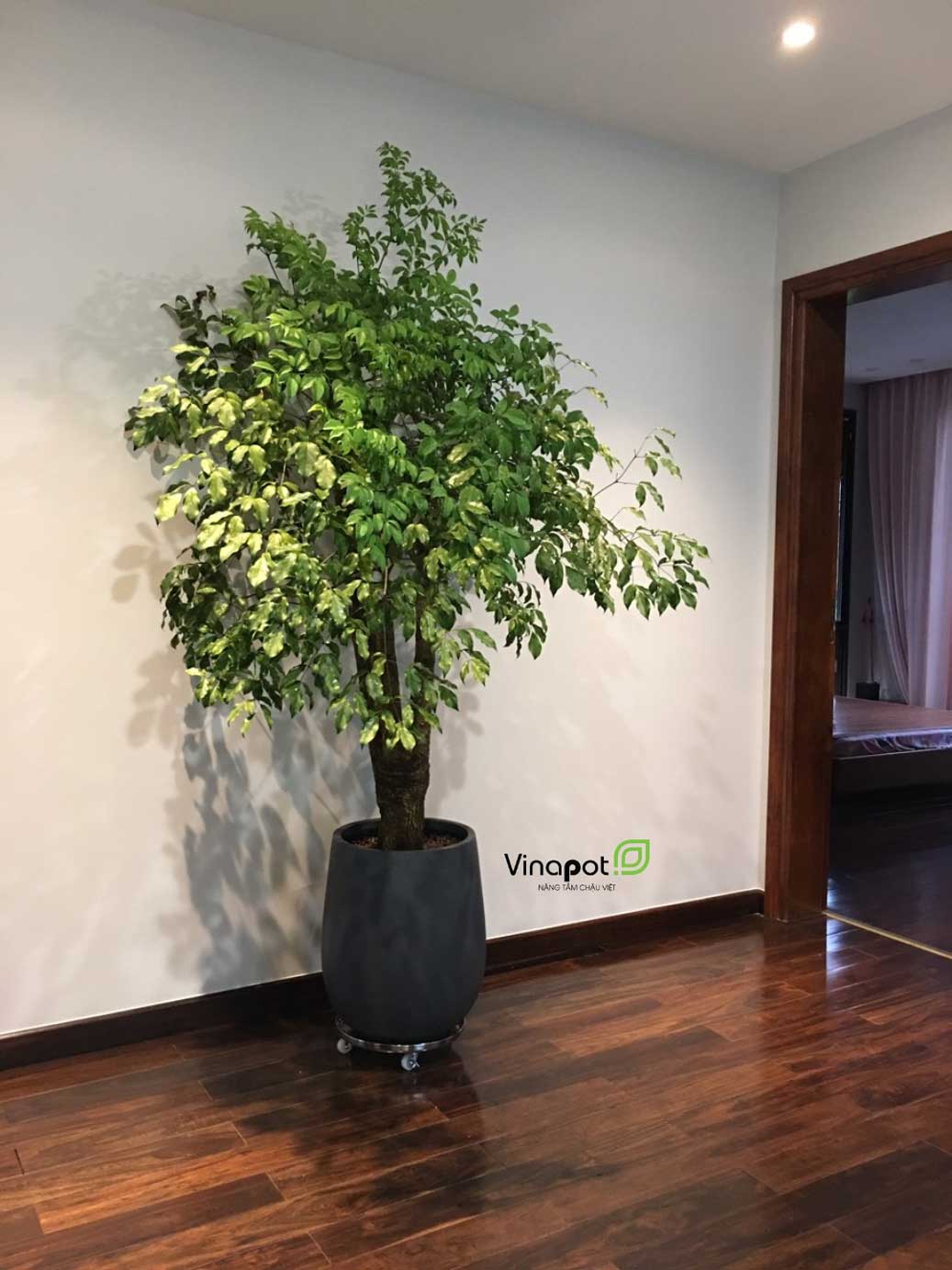 Chậu Composite Cao cấp Premier Ruby ROS