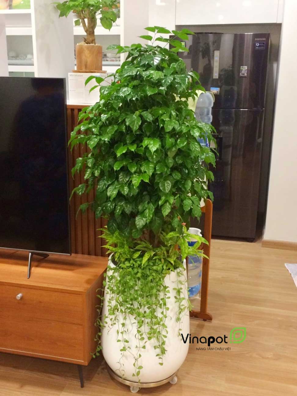 Chậu Composite Cao cấp Premier Ruby ROS