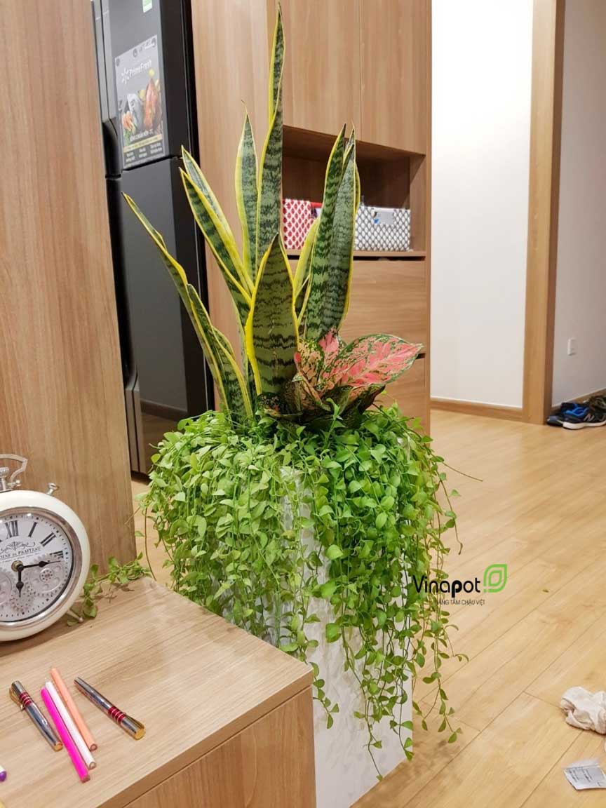 Chậu Composite Cao cấp Premier Ruby ROS