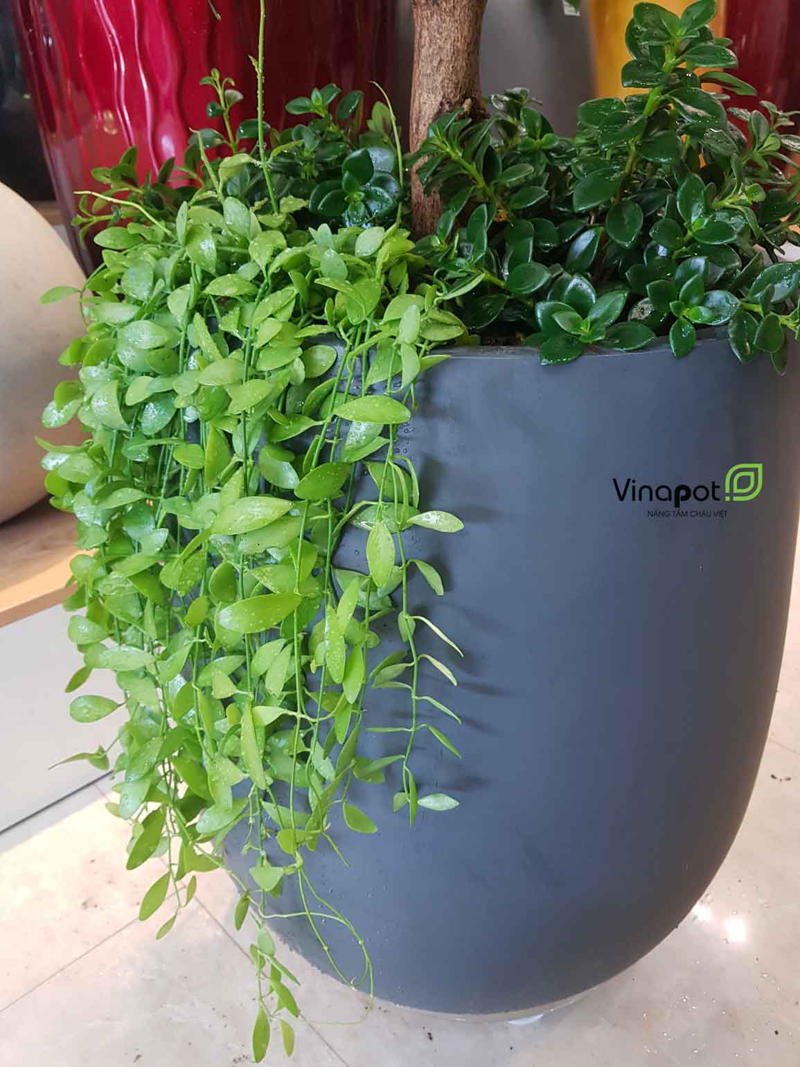 Chậu Composite Cao cấp Premier Ruby ROS