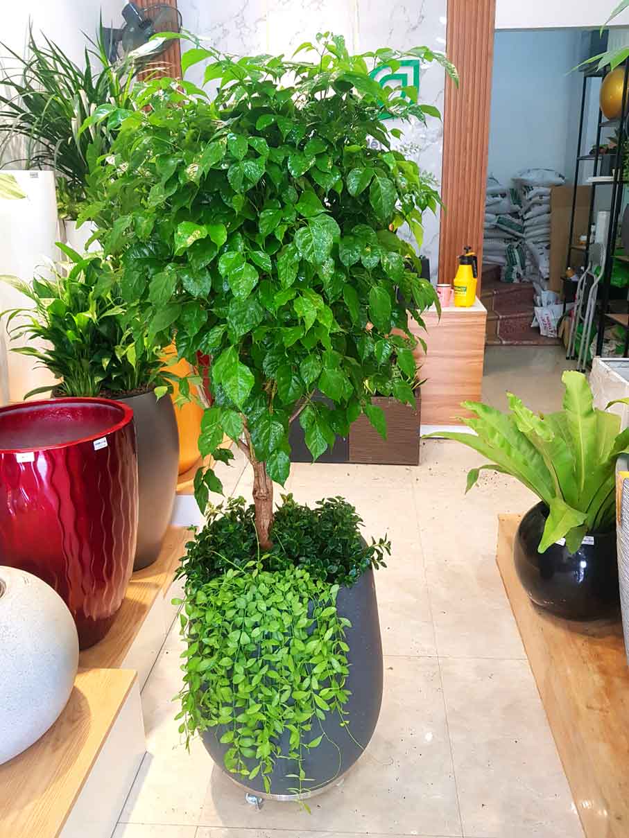 Chậu Composite Cao cấp Premier Ruby ROS