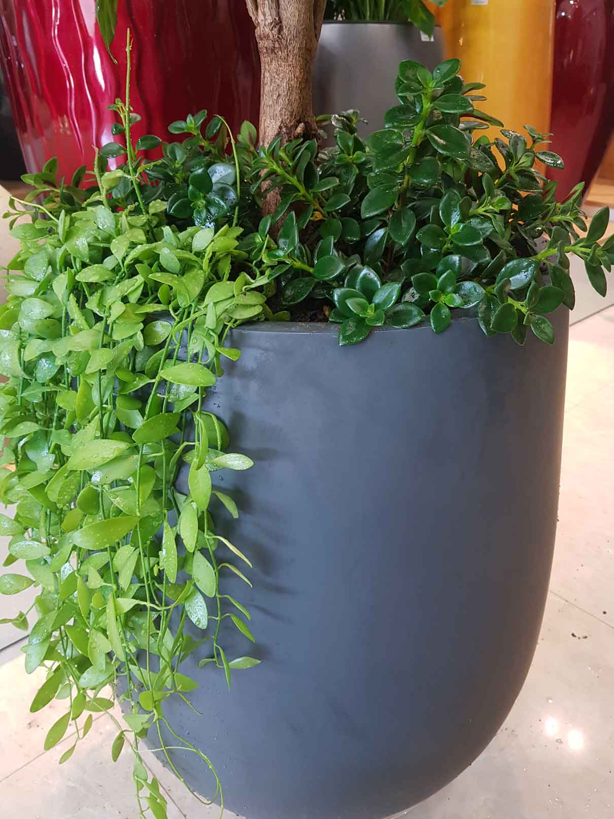 Chậu Composite Cao cấp Premier Ruby ROS