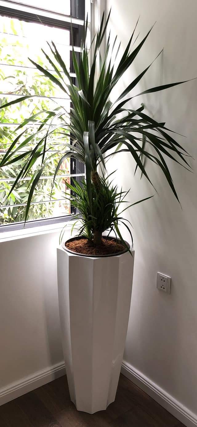 Chậu Composite Cao cấp Premier Garnet ROS