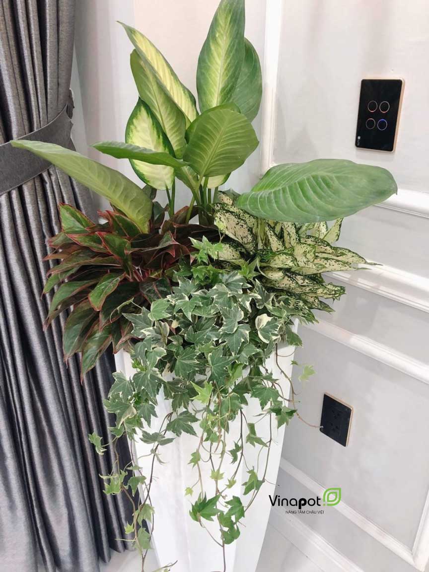 Chậu Composite Cao cấp Premier Garnet ROS