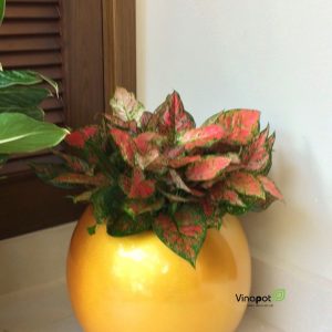 Chậu Composite Cao cấp Premier Opal ROS