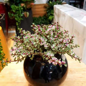 Chậu Composite Cao cấp Premier Opal ROS