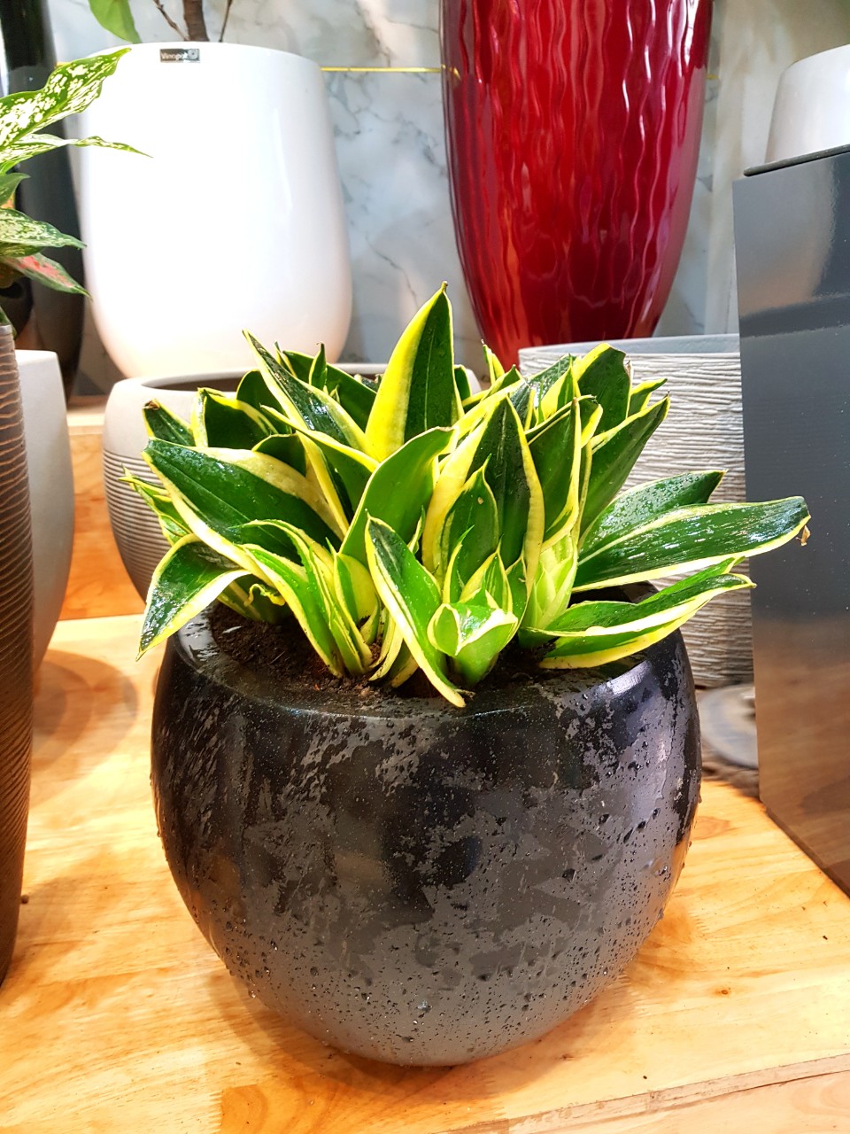 Chậu Composite Cao cấp Premier Opal ROS