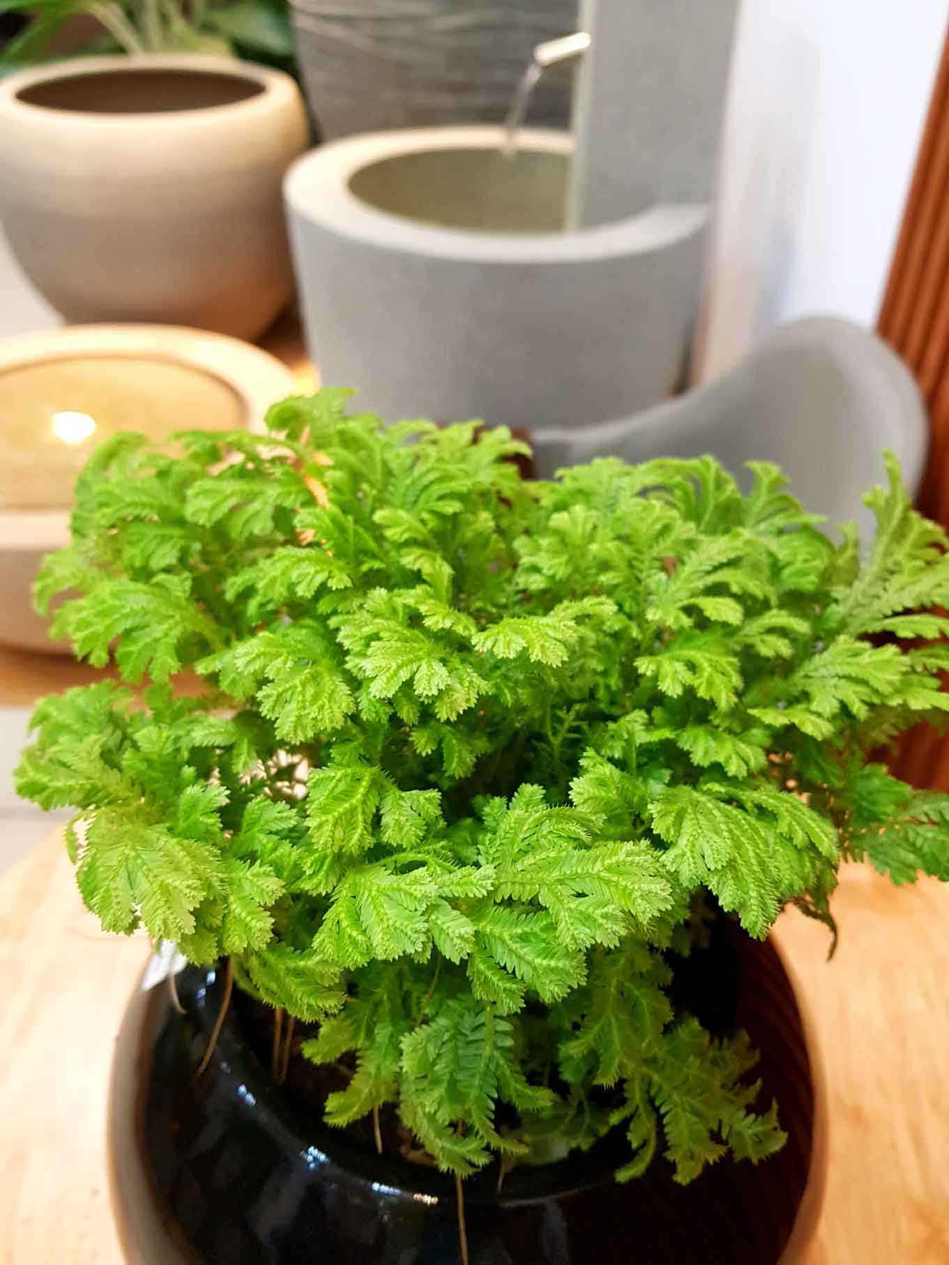 Chậu Composite Cao cấp Premier Opal ROS