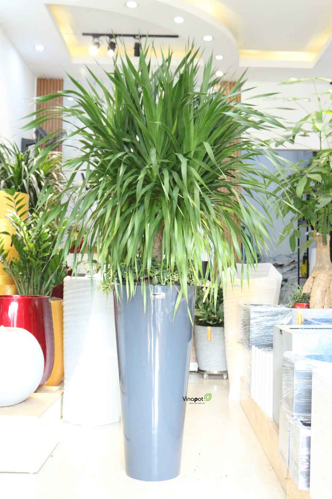 Chậu Composite Cao cấp Premier Sapphire ROS