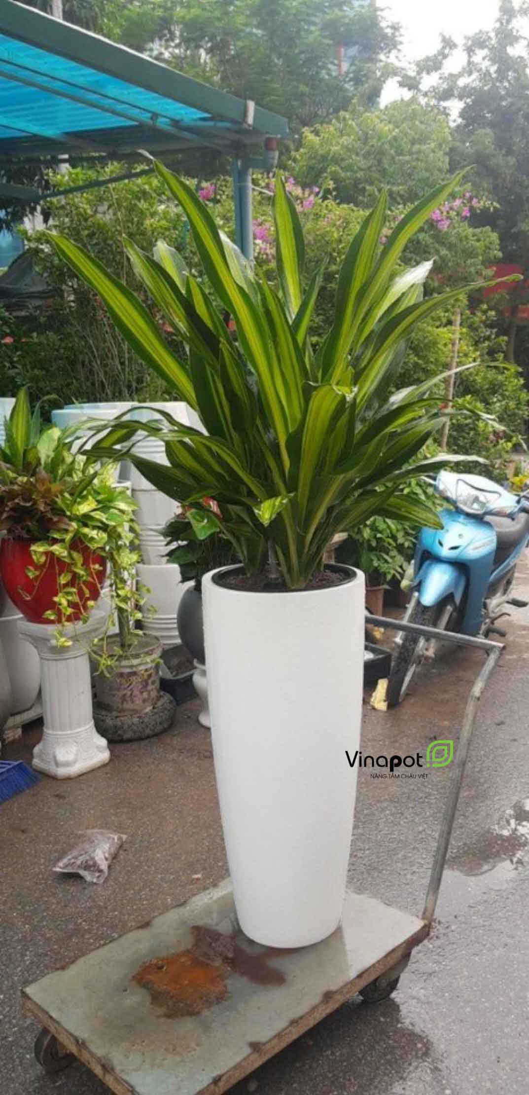 Chậu Composite Cao cấp Premier Sapphire ROS