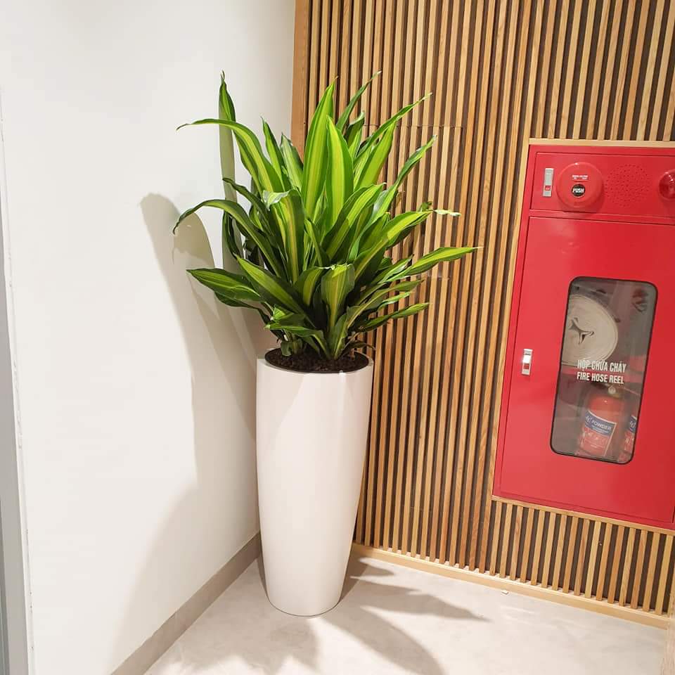 Chậu Composite Cao cấp Premier Sapphire ROS