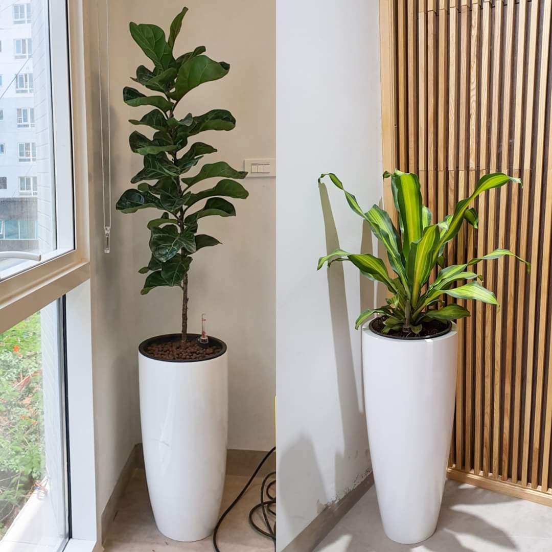 Chậu Composite Cao cấp Premier Sapphire ROS